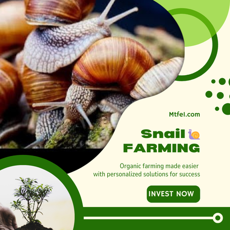 Snail Farming