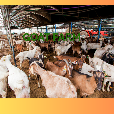 GOAT FARMING